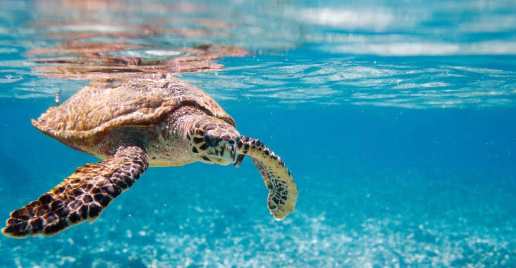Turtle swimming in water